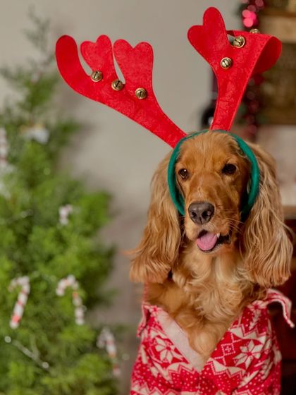Another throwback photo of Posto in his reindeer antlers, looking ready for the sleigh ride.