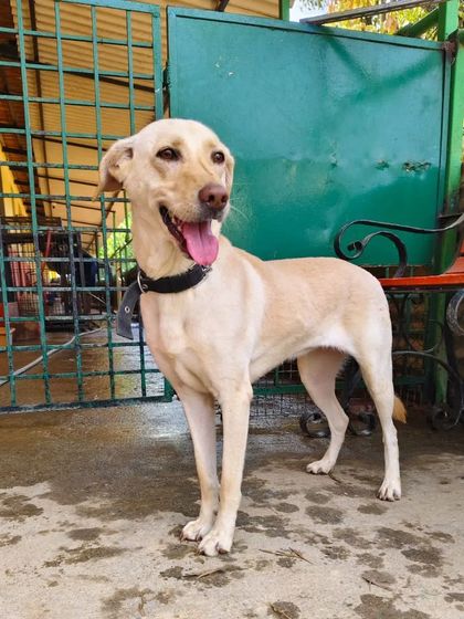 Cupa - Pet Adoption, Fostering & Sponsorship Find Your Canine Companion: Dogs for Adoption photo 29