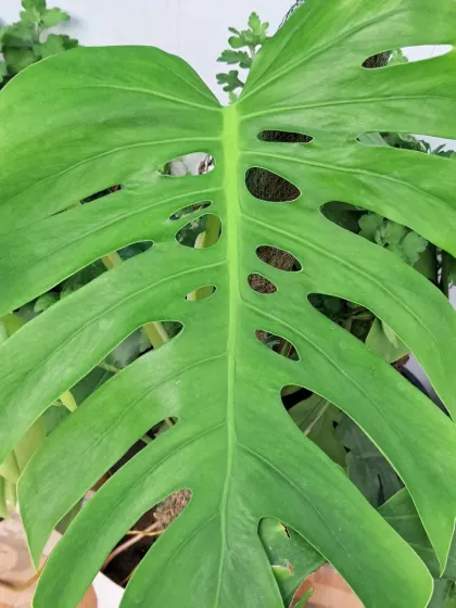 Bhardwaj - Urban Gardening Consultation Bringing Greenery Indoors photo 9