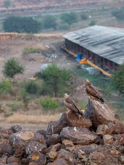 A pair of Black-eared Kites perched near a poultry farm on the edge of the grasslands. This shows how wildlife adapts to human presence, but also how habitat fragmentation leads to increased human-animal interaction.