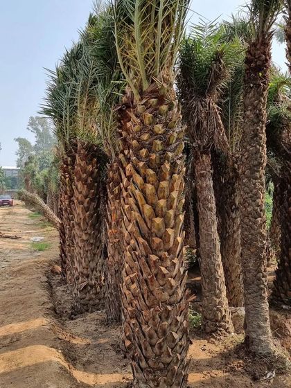 Vertical Garden Setup - Landscape Design & Execution Plant Sourcing & Supply photo 4