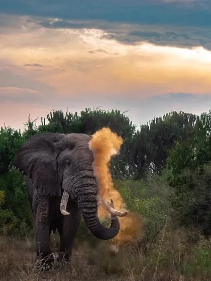 An elephant enjoys a dust bath against a dramatic sunset in Queen Elizabeth National Park, Uganda. The golden light on the dust creates a magical, ethereal effect.