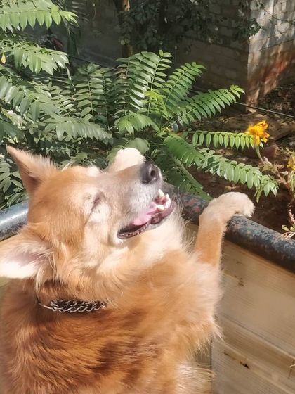 Jazzy's Pet Care - In-Home Dog Boarding Silly Moments & Quirky Personalities photo 6