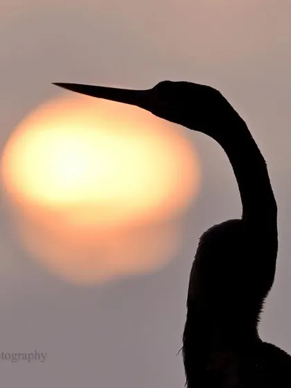 The elegant, serpentine neck of the Darter is outlined by the setting sun. Fleeting sunsets always make me stop whatever I am doing to witness such natural artistry.