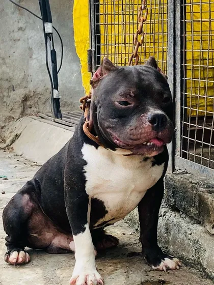 A slightly different angle of Sultan sitting, looking thoughtful.