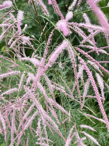The feathery pink flowers of the Farash (Tamarix) plant. This species is highly salt-tolerant and is excellent for stabilizing soil in challenging environments.