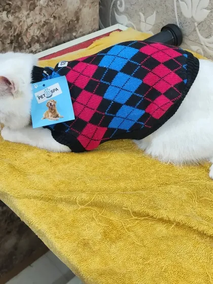 For a classic look, Simba wears a colorful argyle sweater. Our seasonal collection ensures your pet is always dressed for the occasion, be it a cold day or a rainy walk.