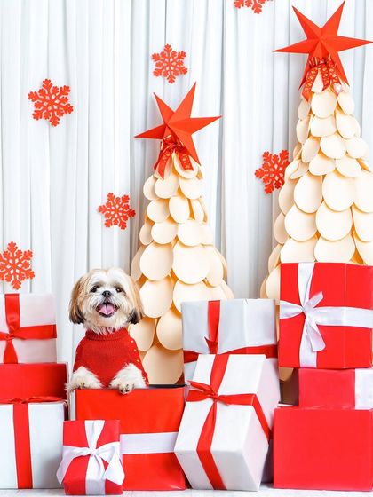 Rohit - Family & Pet Photography Paws & Personalities: Solo Pet Portraits photo 13