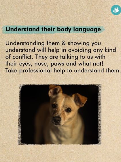 The Pack - Pet Parent Education & Workshops Awaara Nahi, Humara Hai: Community Dog Advocacy photo 30