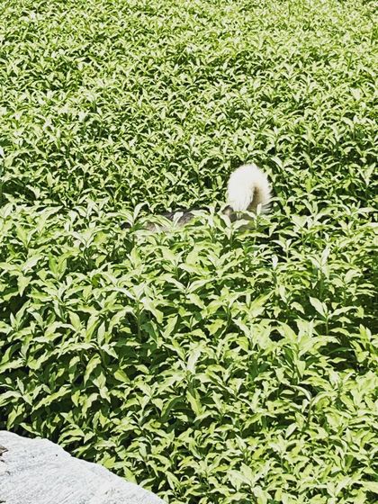 Brooke's Home - Dog Boarding (Homestay) Outdoor Adventures & Playtime photo 10