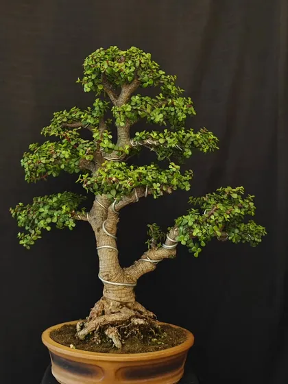 A professionally shot Jade bonsai against a black background. The wiring is visible, showing the artistry involved in shaping this tree into its elegant form.