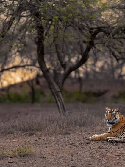 Tigers of India's Jungles photo 55