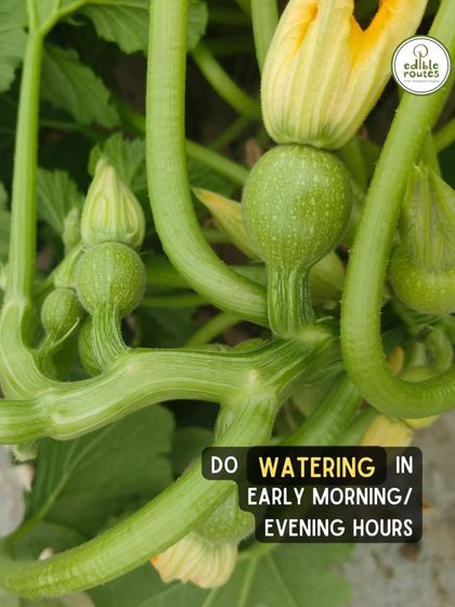 A key tip for summer gardening is to water plants in the early morning or evening. This helps the soil retain moisture without scorching the roots, as seen with these budding gourds.