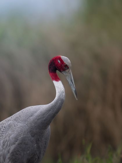 Another portrait of a Sarus Crane, this time with a slightly different head angle, showing its pensive look.