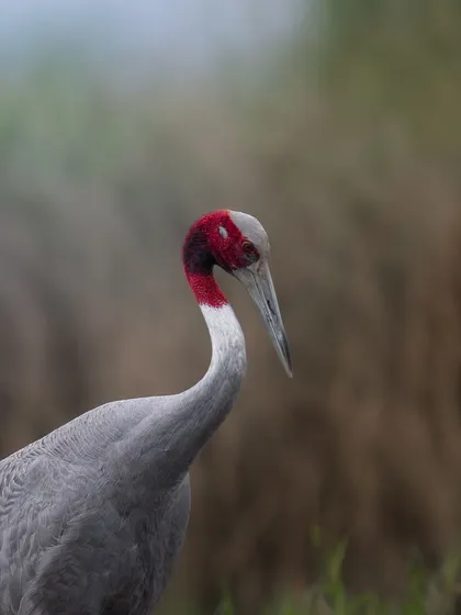 Another portrait of a Sarus Crane, this time with a slightly different head angle, showing its pensive look.