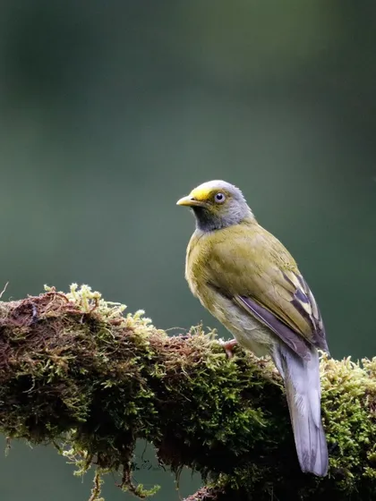 The Grey-headed Bulbul is endemic to the moist evergreen forests of the Western Ghats. Its subtle colors and yellow throat make it a beautiful, understated gem.