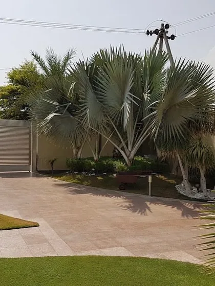 The entrance to your home sets the first impression. For this driveway, I used striking Bismarckia palms and other tropical plants to create a grand, welcoming entryway that makes a statement.
