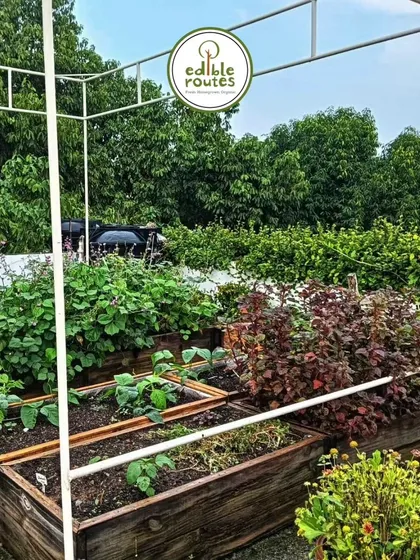 I use a variety of planters to suit the space and aesthetic, including these customized pine wood planters. They are perfect for creating organized and accessible raised beds on a terrace.