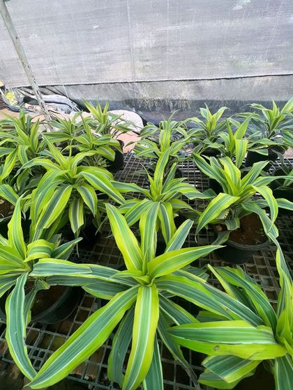 These young Dracaena 'Song of India' plants are getting ready in our nursery. Their bright, variegated leaves will bring a splash of sunshine to any indoor space.