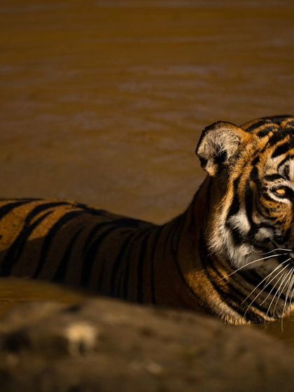 A tiger seeking relief from the heat is a classic jungle scene. This series from Kabini shows the Magge female enjoying a summer evening in a waterhole, the golden light catching her fur beautifully.