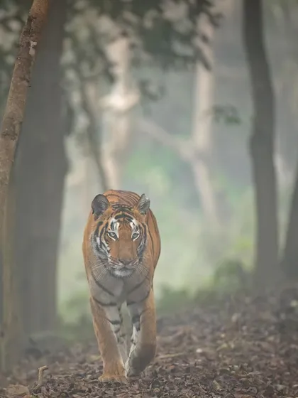 A duplicate of image 113, this shot shows the tiger moving through the misty forest of Pilibhit, a powerful silhouette against the ghostly trees.