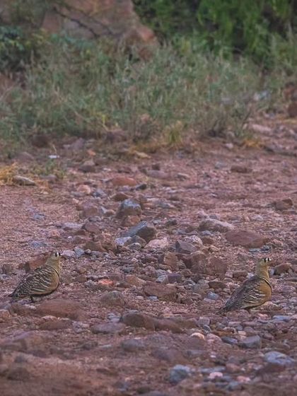 A pair of Painted Sandgrouse on a dirt track that serves as their roosting ground, a precarious place for birds to rest.
