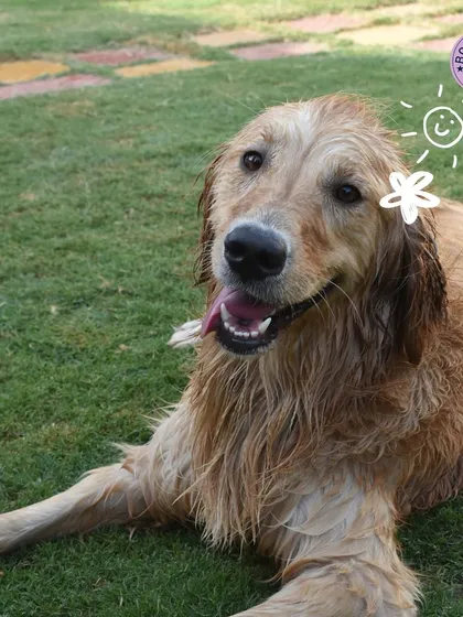 A smiling, wet Golden Retriever relaxing on the grass after a swim. This picture radiates pure, simple happiness.