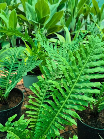 The intricate, wavy leaves of this fern add a touch of lush, woodland beauty. We celebrate the diversity of green plants, and this one's unique texture makes it a favorite.