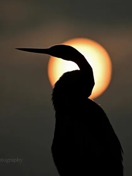 Fleeting sunsets often make me leave whatever I am doing. To watch one with a bird, its snake-like form silhouetted in the heart of the fading sun, is a profound experience. It feels as though God alone is the painter of such sublime beauty.