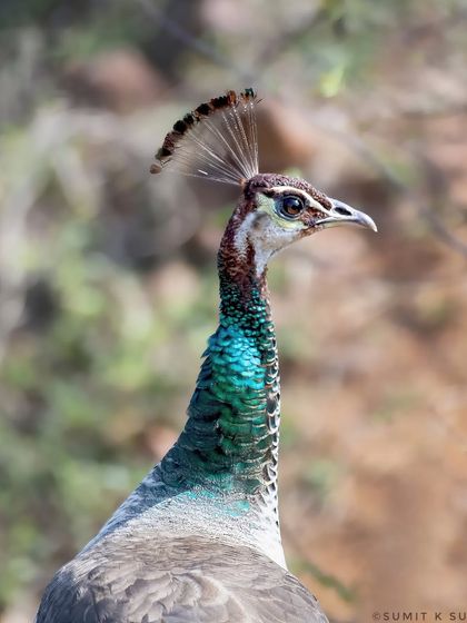 A portrait of an Indian Peahen, the often-overlooked partner of the peacock. Her iridescent green neck and elegant crest are beautiful in their own right.