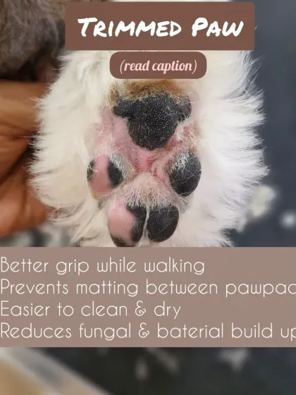 Mamppi Deb - Therapeutic Skin & Coat Treatments Essential Care: Beyond the Haircut photo 4