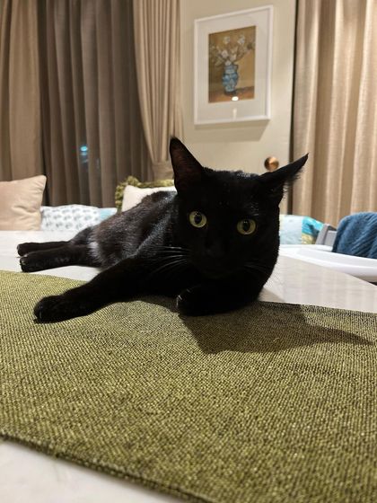 Mishie, a beautiful black cat, lounging comfortably on the bed.