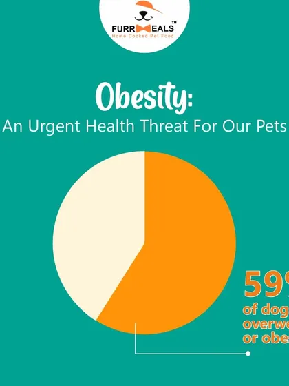 This collection of infographics and product shots provides a comprehensive guide to understanding, preventing, and managing dog obesity with my specialized diet plans and responsible treating tips.