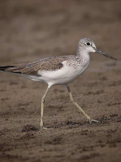 Waders, Ducks & Waterbirds photo 54