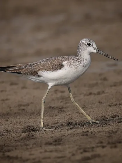 A Marsh Sandpiper, a migratory wader that prefers freshwater wetlands. They are usually seen singly or in small groups, as I found this one in India.