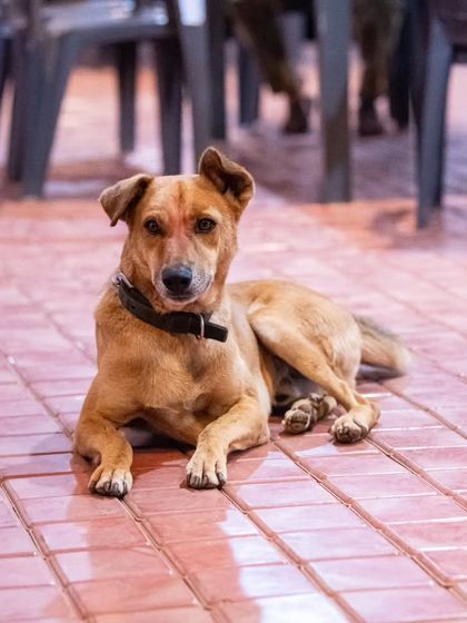 Even our furry friends join in on the retreat experience. This is our resident dog, a master of living in the present moment.