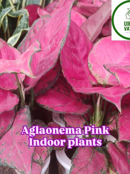 The Aglaonema Pink is a showstopper with its vibrant pink leaves. It's an easy way to add a pop of colour to your home.