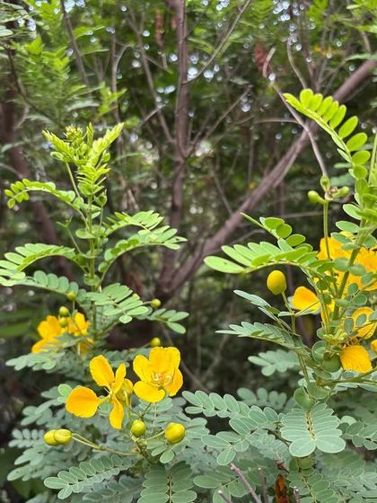 The bright yellow flowers of the Aanval (Senna auriculata) shrub in bloom. This plant is a powerhouse for restoration, thriving in poor soils and providing abundant food for bees and butterflies.