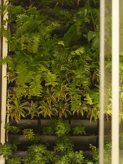 Peeking through a window at a lush vertical garden, this view shows how our installations can be appreciated from different vantage points, both inside and out.