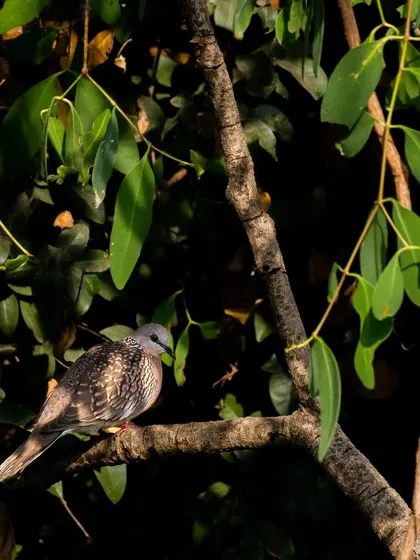A Spotted Dove caught in a natural spotlight. I underexposed the image to create this dramatic effect, highlighting the bird against the dark canopy.