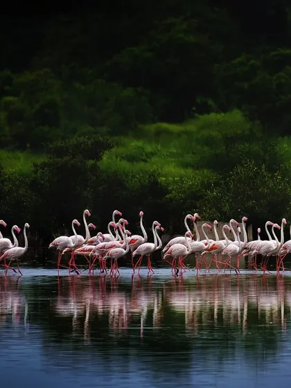 It often looks like a pre-flight briefing. Before taking to the skies, Greater Flamingos gather in groups, seemingly awaiting instructions. This moment captures the social dynamics and organized nature of these incredible birds before a mass take-off.