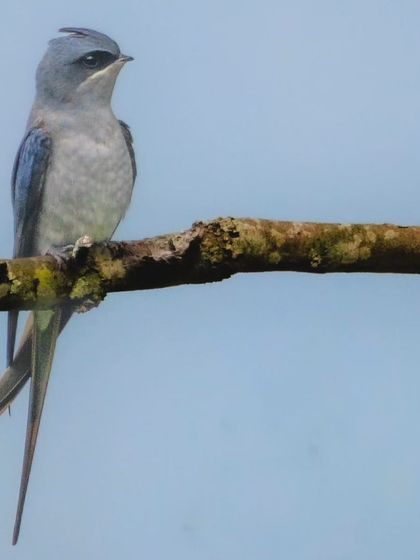 The Crested Treeswift perched against a clear blue sky.