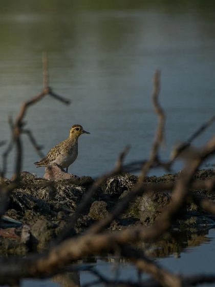 A Pacific Golden Plover framed by branches, adding a sense of depth and environment to the photograph.