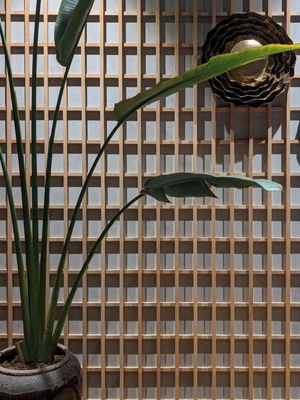 The elegant leaves of a Strelitzia plant are silhouetted against a wooden lattice wall. This shows how plants can interact with architectural details to create living art.