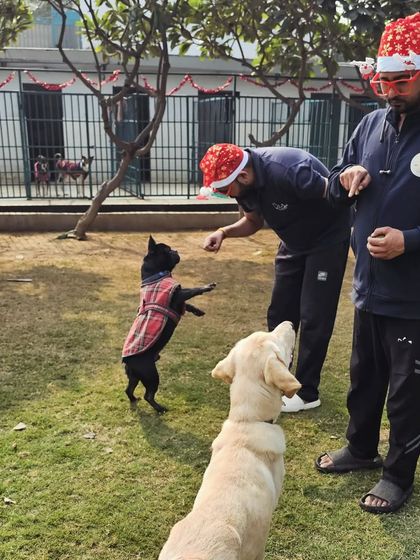 Getting into the festive spirit with our furry guests. We are hands-on, even during Christmas celebrations.