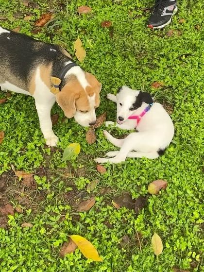 A gentle giant (a Beagle) meets a tiny pup. These interactions are so important for building confidence and social skills in dogs of all ages.