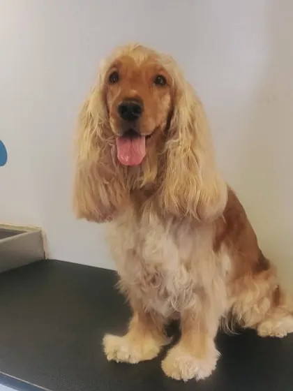 This Cocker Spaniel's long, beautiful ears and coat are perfectly groomed and looking fabulous.