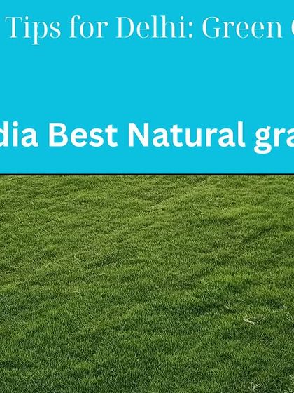 I am a trusted supplier of natural grass in Delhi and also provide guides on lawn care. Whether you need new grass or advice on maintaining it, I can help.