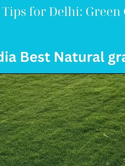 A guide to lawn care in Delhi. As a top natural grass supplier, I provide tips and services for a perfect green lawn.