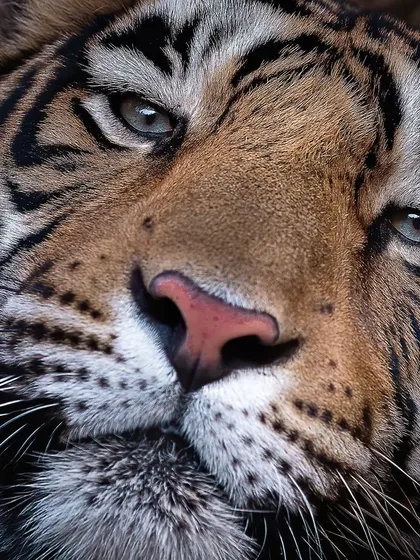 An extreme close-up portrait of a tiger, focusing on the texture of its nose and whiskers. This intimate perspective turns a portrait into a study of form and detail.